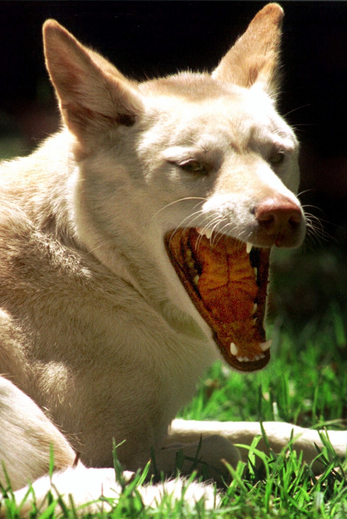 Auch Dingos sollen auf die wilden Büsis angesetzt werden.