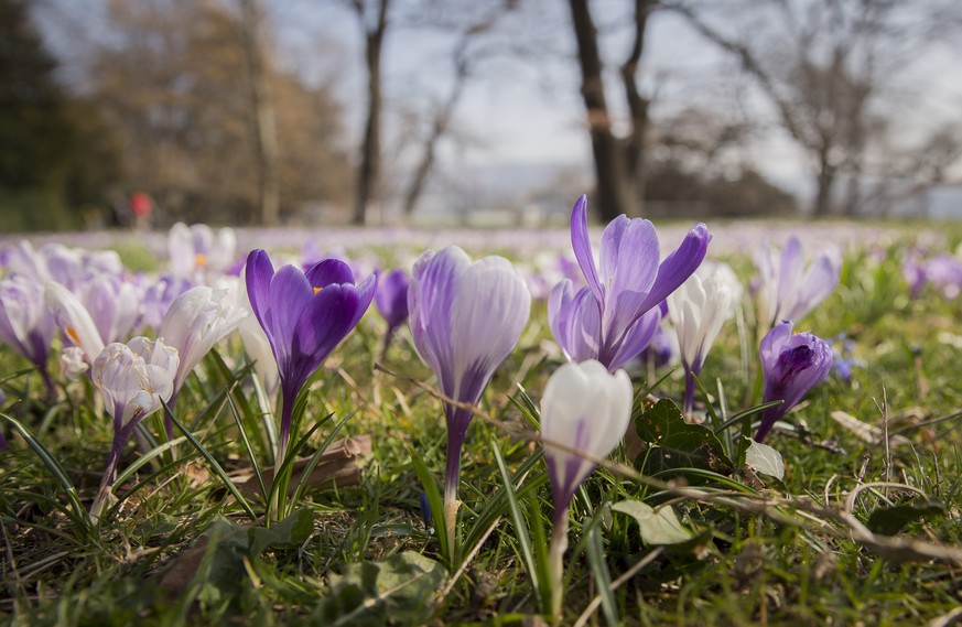 Krokusse und andere Fruehlings-Blumen wachsen in einem Park an den Ufern des Zuerichsees in Zuerich, am Samstag, 19. Maerz 2016. (KEYSTONE/Cyril Zingaro).

Crocusses and other spring flowers grow in ...