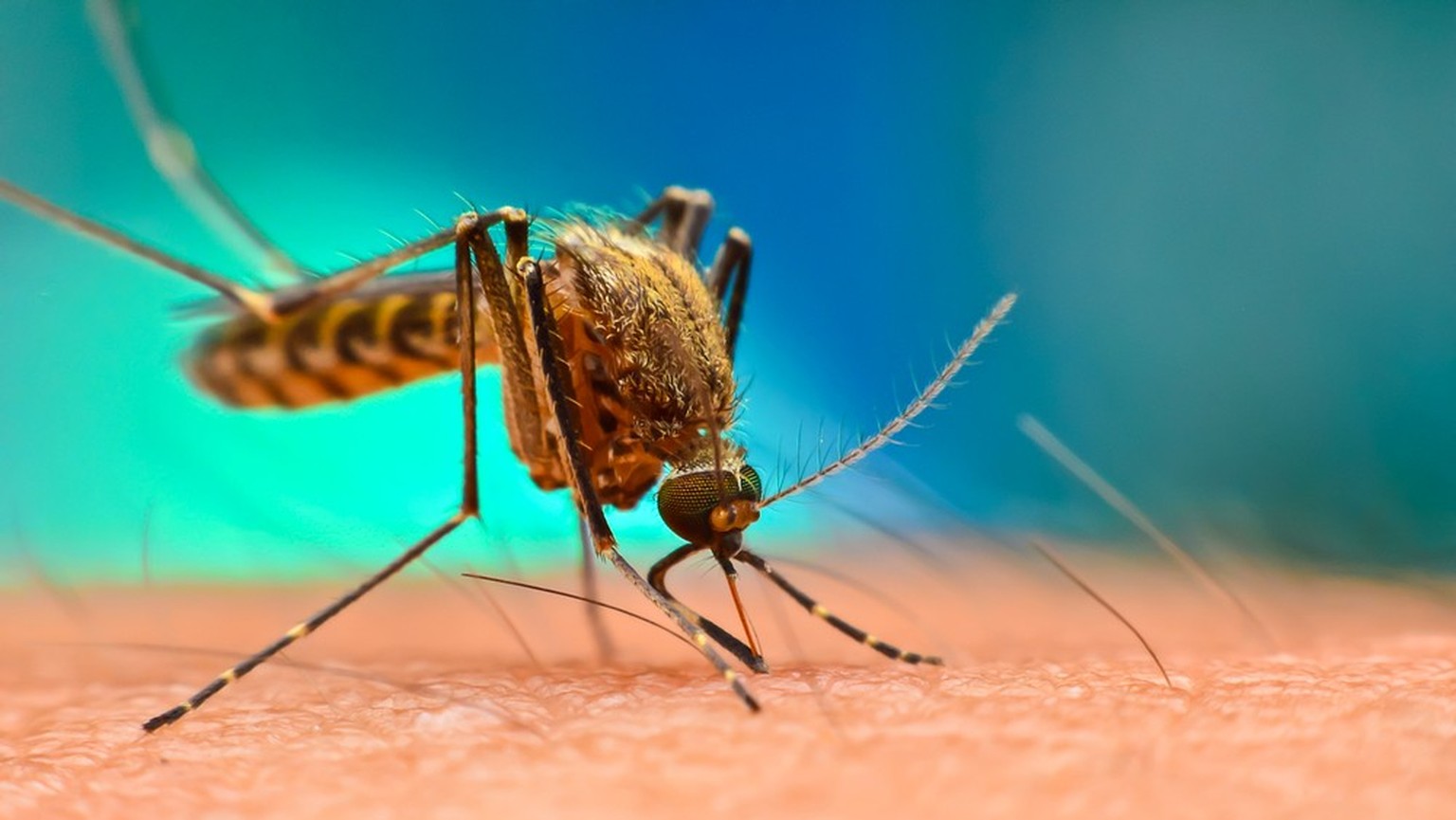 Stechmücke, Moskito, Malaria