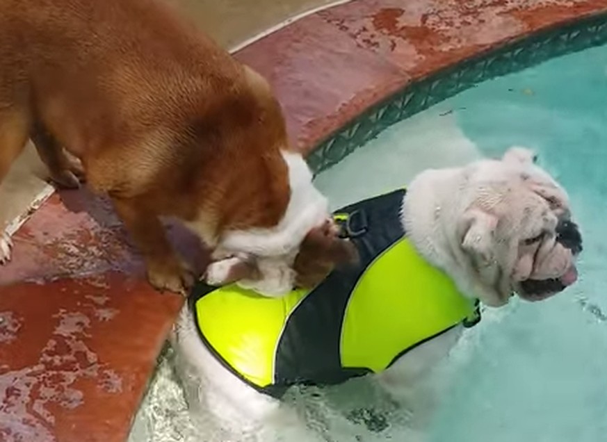 Diese Bulldogge «rettet» ihren Bruder. Doch dieser braucht nicht unbedingt Hilfe ...
