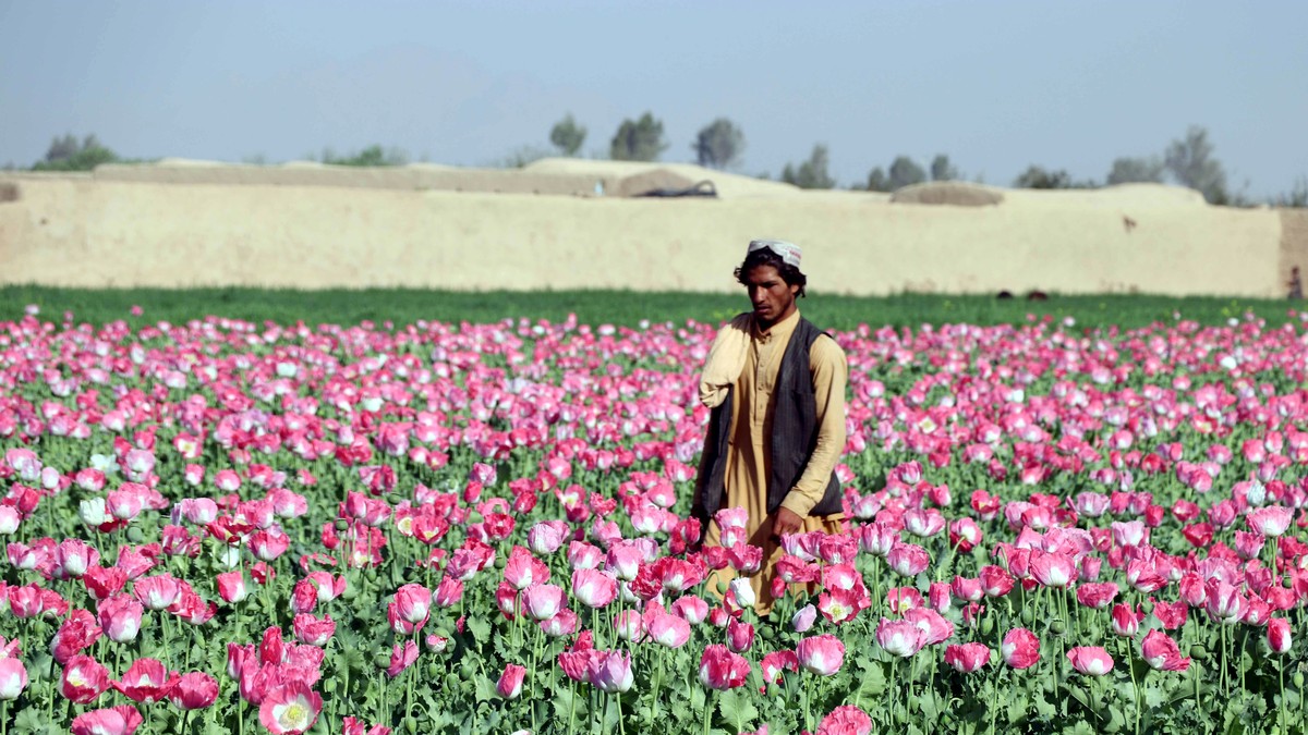 epa09826386 An Afghan farmer works in poppy fields on the outskirts of Kandahar, Afghanistan, 15 March 2022. In war-torn Afghanistan, more than three million addicts are estimated to exist, with farme ...