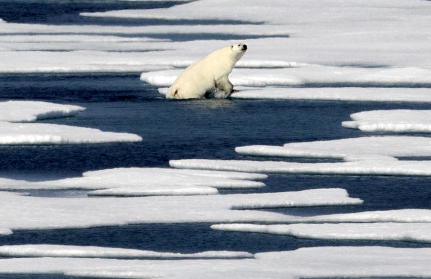 ADVANCE FOR USE TUESDAY, JUNE 19, 2018, AT 3:01 A.M. EDT AND THEREAFTER-FILE - In this Saturday, July 22, 2017 file photo, a polar bear climbs out of the water to walk on the ice in the Franklin Strai ...