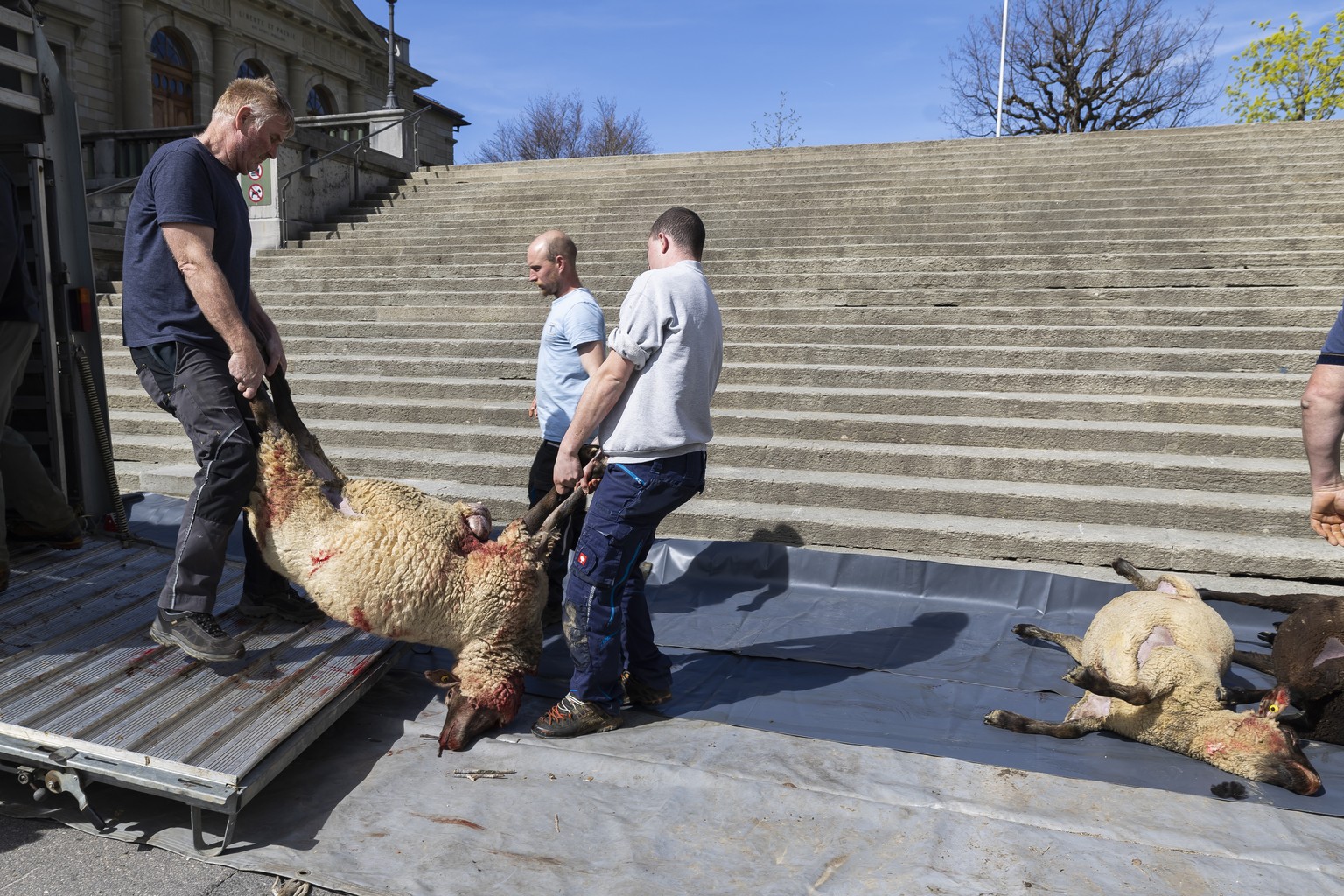 Des agriculteurs dechargent des cadavres de moutons tues pendant la nuit par un loup ce samedi, 6 avril 2024 sur la place du Chateau a Lausanne. (KEYSTONE/Cyril Zingaro)