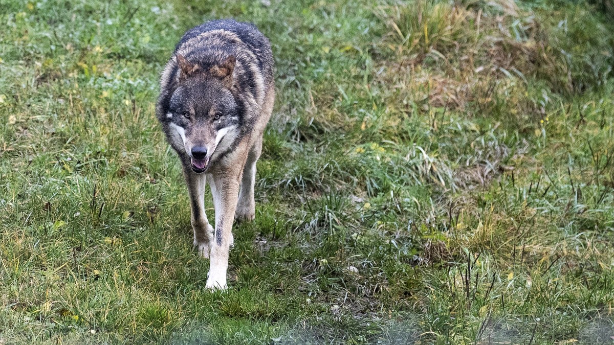 Ein Wolf im Tierpark Goldau, fotografiert am Montag, 25. November 2019. (KEYSTONE/Alexandra Wey)