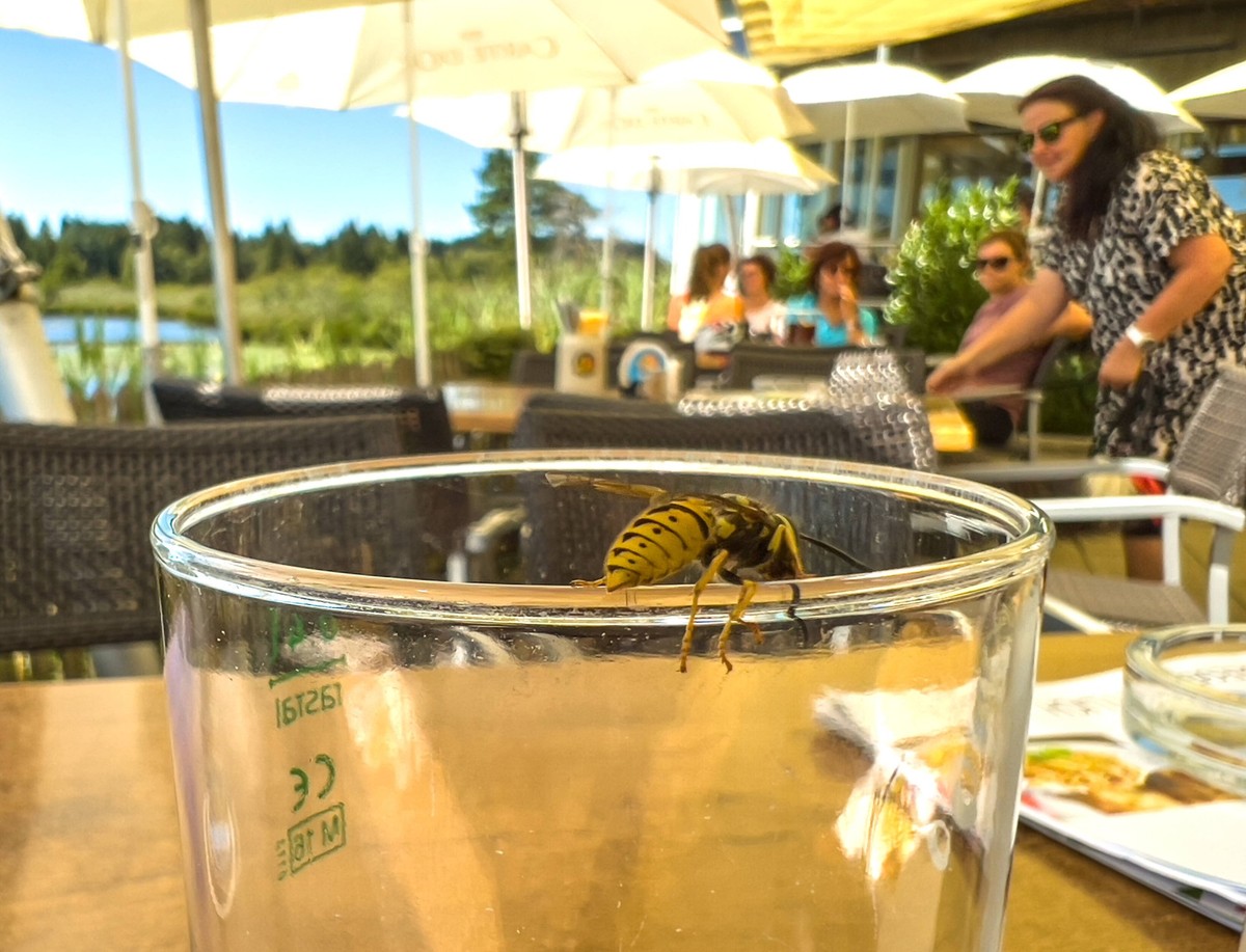 A wasp at a glass of sweet lemonade in Restaurant Elbsee on Aug 09 2022 in Aitrang, Germany.