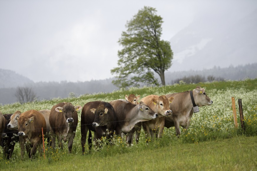 epa05914028 Cows stand on a meadow in front of a wind shaped tree, in Maienfeld in the canton of Grisons, Switzerland, 18 April 2017. EPA/GIAN EHRENZELLER
