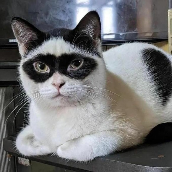 cute news tier katze

https://ch.pinterest.com/pin/3237030978354282/