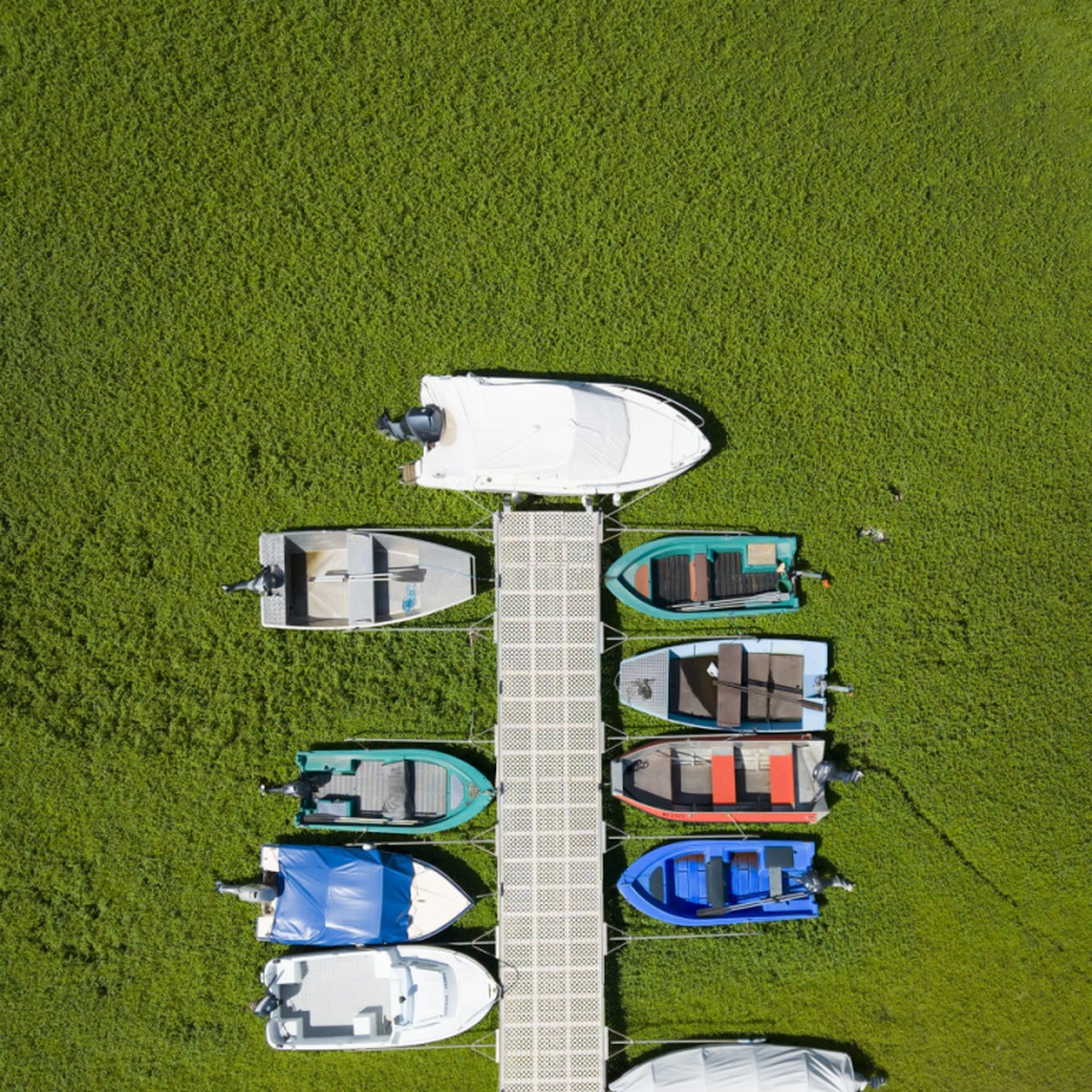 Le Lac des Brenets, à sec depuis un mois, s'est recouvert de verdure.