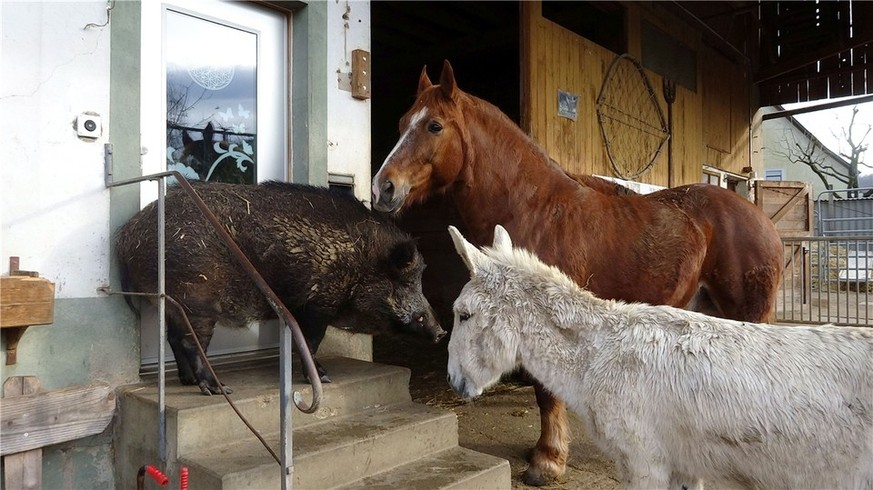 Auf dem Tierlignadenhof können sich die Tiere im Hof, auf den Weiden und in den Ställen aufhalten.