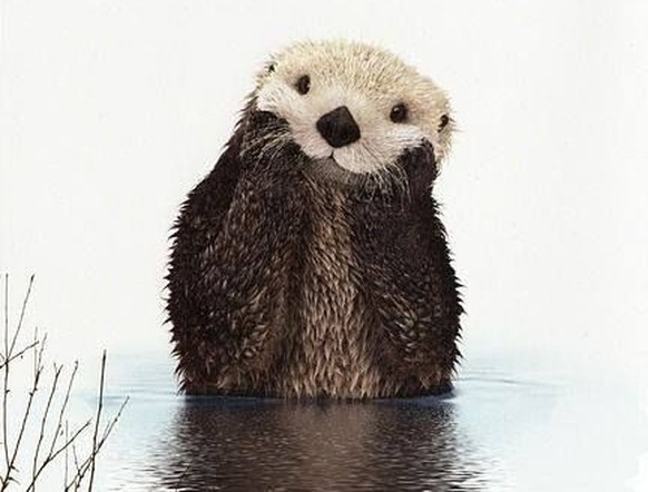 Otte, Otter
Cute News.
https://www.pinterest.com/pin/83809243046020251/