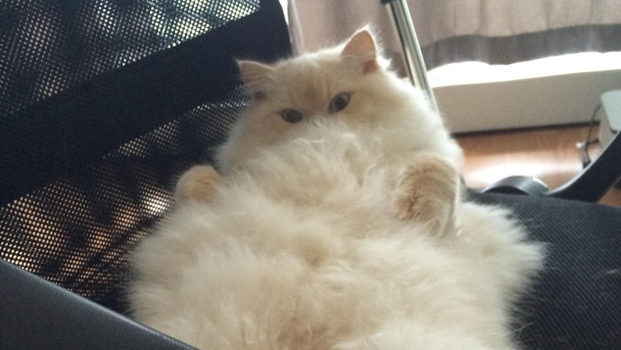 11 Flauschige Und Susse Katzen Watson
