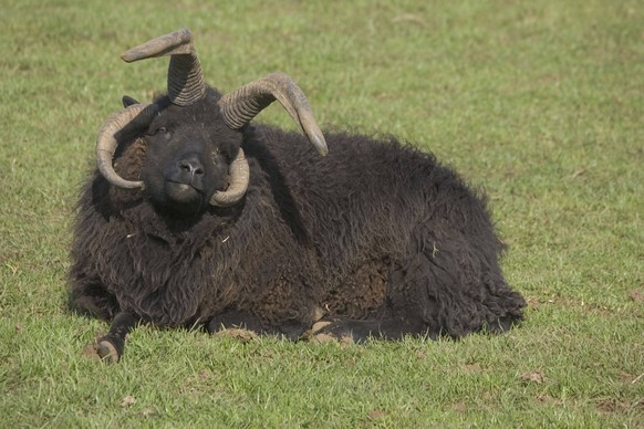 Multi-horned Hebridean sheep ram. Cotswold Farm Park, Temple Guiting, Gloucestershire, UK, which has a wide range of rare breeds of cattle, sheep, pigs and poultry.. PUBLICATIONxINxGERxSUIxAUTxONLY Co ...