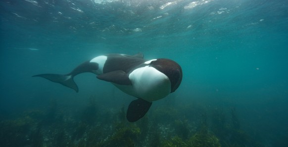 This image released by Disney Plus shows an Orca in New Zealand hunting for stingrays in a scene from