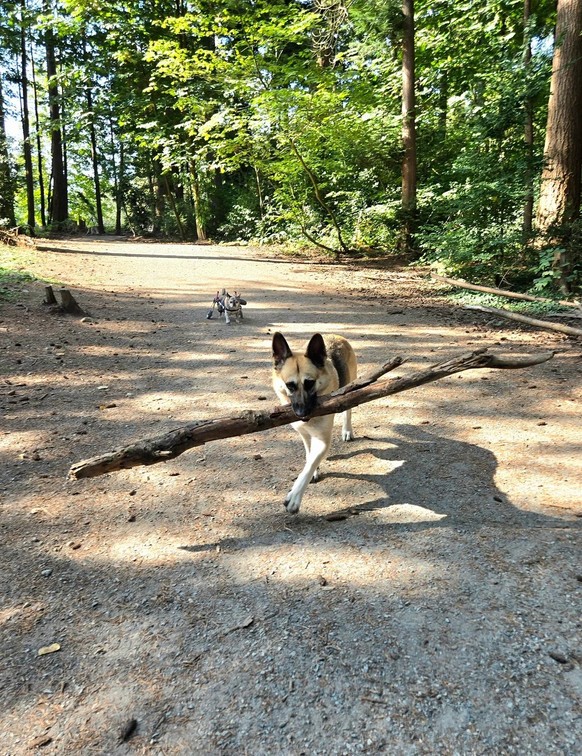 cute news tier hund

https://www.reddit.com/r/rarepuppers/comments/1no075e/leeloo_would_like_to_present_her_little_stick/