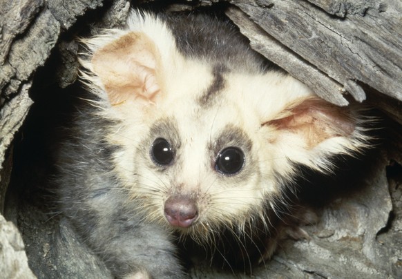 GREATER GLIDER GREATER GLIDER Petauroides volans Eastern Australian wet & dry forests, Credit:ANT / Avalon PUBLICATIONxNOTxINxUKxFRAxUSA Copyright: xANTx/xAvalonx 0517005335
Südlicher Grossflugbeu ...