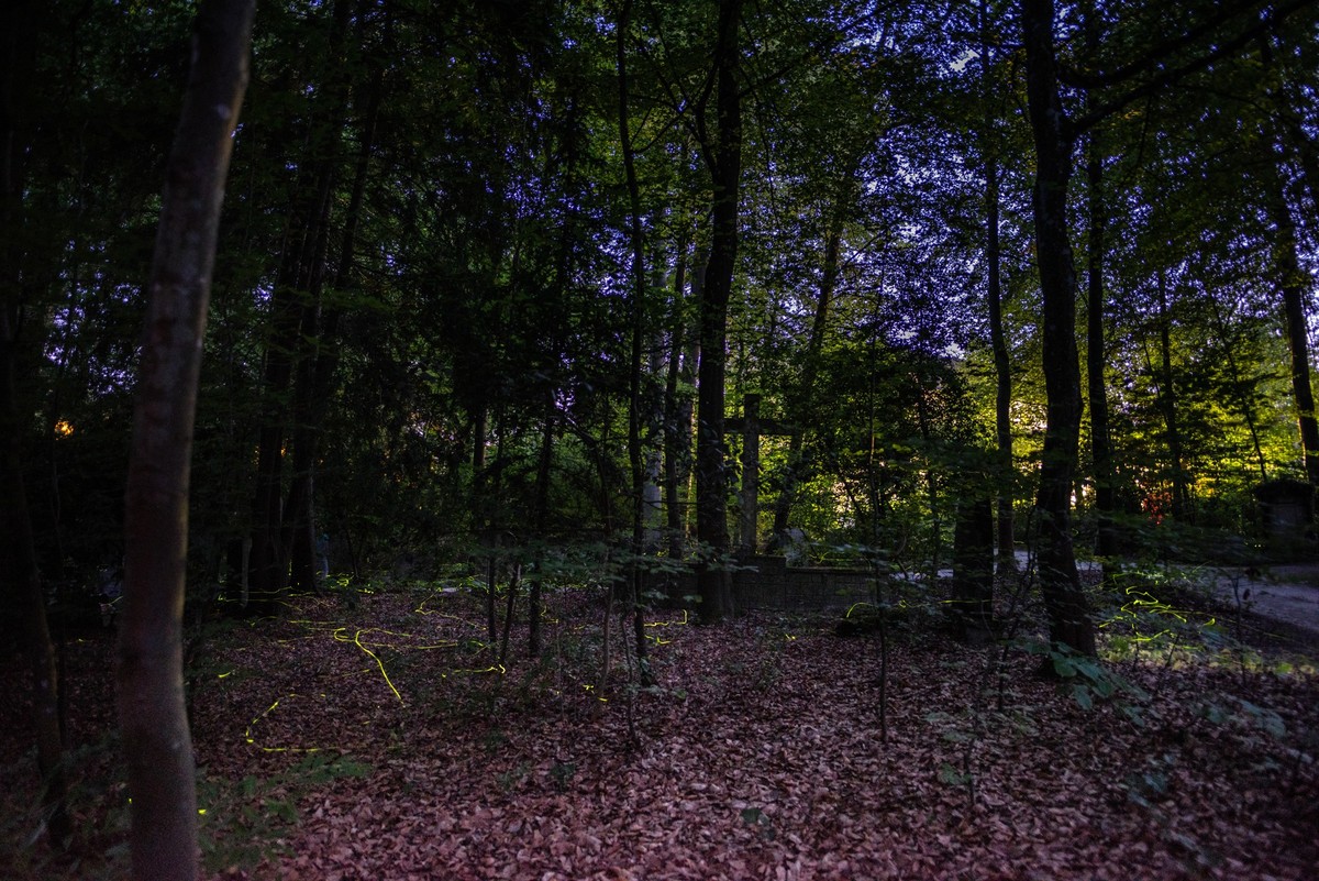 Gluehwuermchen fliegen waehrend der Abenddaemmerung im Waldfriedhof Schaffhausen, am Samstag, 30. Juni 2018. (KEYSTONE/Petra Bischoff)