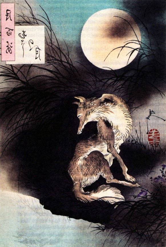 Full moon in Musashi by Yoshitoshi 1890
honshu-wolf in der japanischen mythologie
japanese wolf