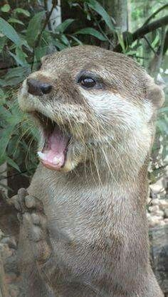 cute news tier otter

https://ch.pinterest.com/pin/1121888957181295367/