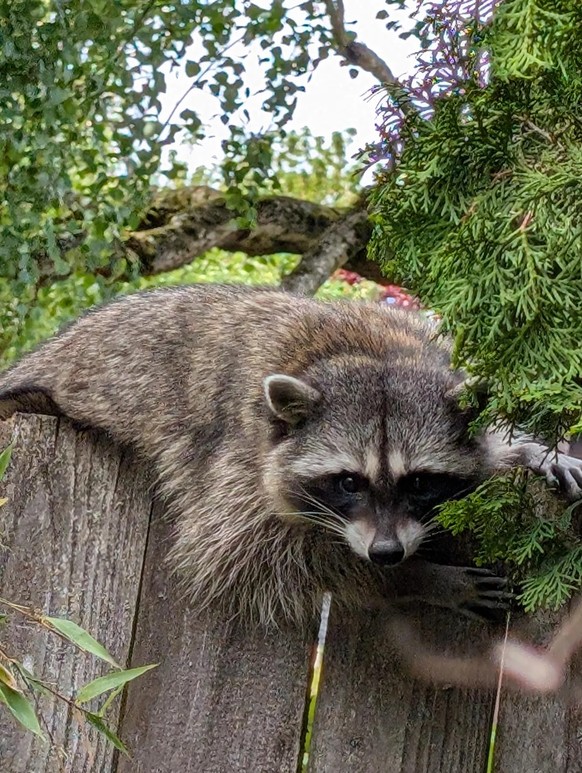 cute news tier waschbär

https://www.reddit.com/r/Raccoons/comments/1kkdm34/friend_visiting_the_yard_today/