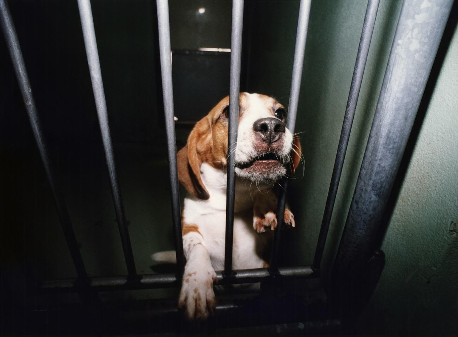 Ein Beagle wird am 22. Mai 1997 nach einer Versuchsreihe eines Basler Pharmakonzerns an den Tierschutzverein uebergeben. Die Tierversuche in der Schweiz sind 2002 erneut angestiegen. Abgenommen habe d ...