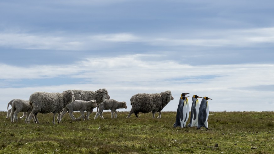 Volunteer Point liegt auf den Falklandinseln im Südatlantik. Der Ort zählt zu den wichtigsten Brutplätzen von Königspinguinen.