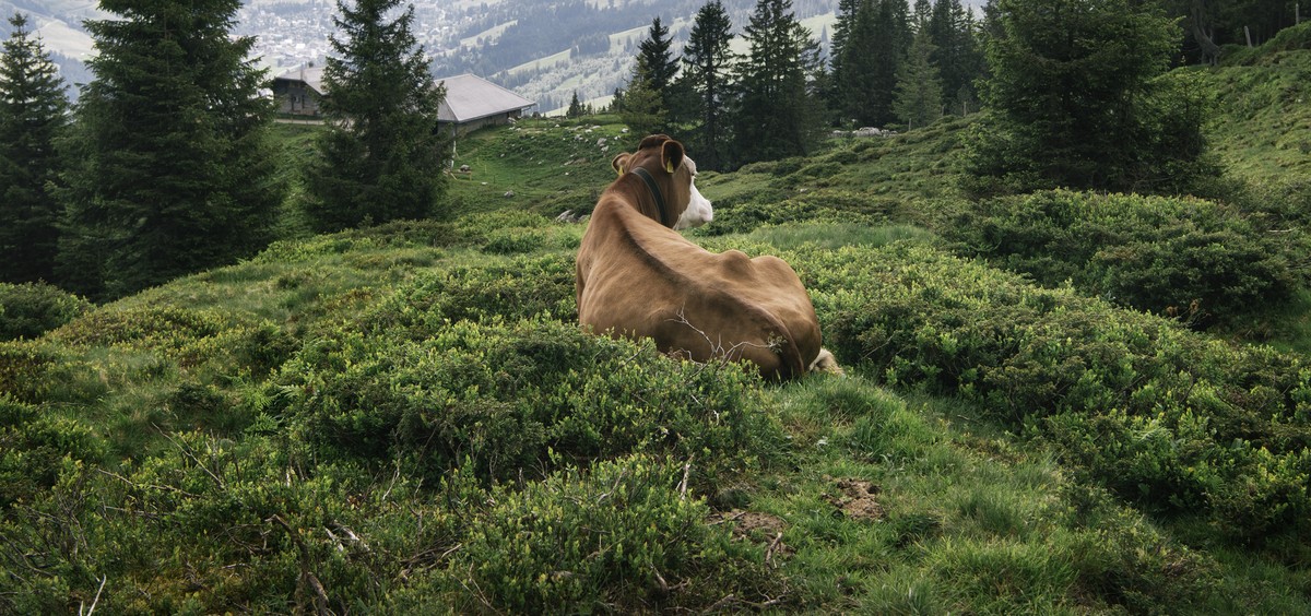 ZUR UNESCO BIOSPHAERE ENTLEBUCH STELLEN WIR IHNEN HEUTE, DONNERSTAG, 18. AUGUST 2016, FOLGENDES BILDMATERIAL ZUR VERFUEGUNG --- Posterior view of a cow, amidst a green, hilly landscape in Silwaengen,  ...