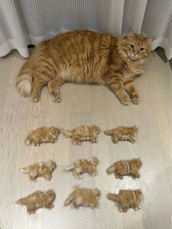 cute news tier katze

https://www.instagram.com/p/DV1VBsrgBM-/