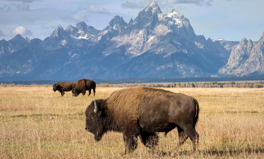 Wyoming, das bedeutet für viele: viel Platz für Bisons.