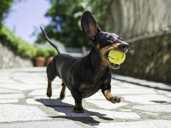 Dackel Hund spielt dog playing