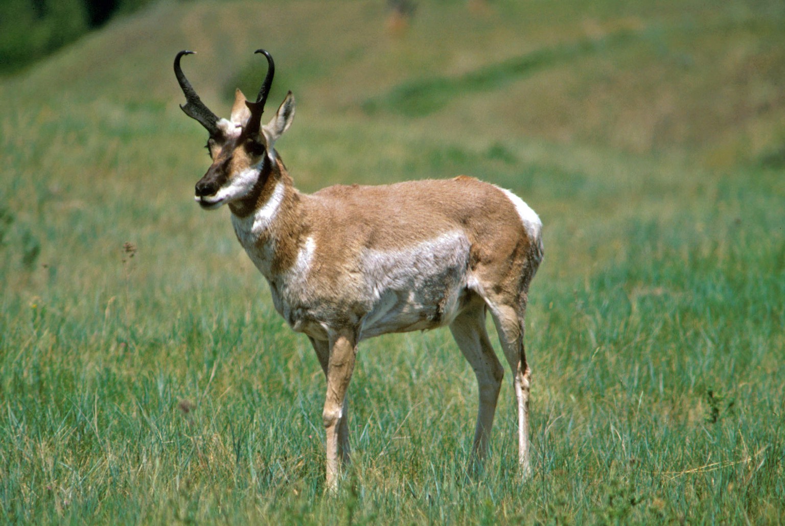 Gabelbock