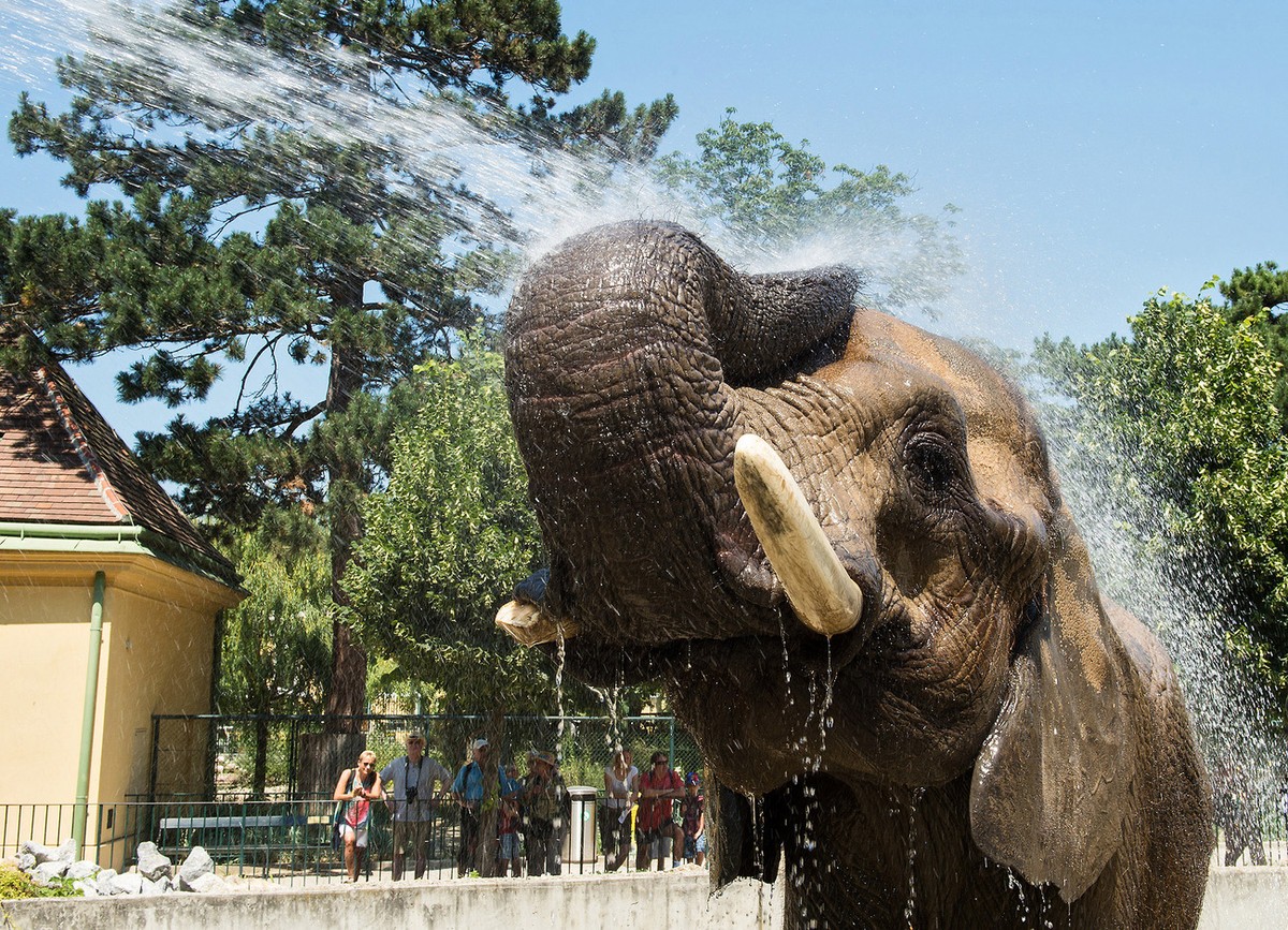 ABD0025_20150706 - WIEN - ÖSTERREICH: ZU APA0113 VOM 6.7.2015 - Die Tiere im Tiergarten Schönbrunn haben ihre eigenen Methoden, um der Hitze zu entkommen: schattige Plätze aufsuchen, sich weniger bewe ...