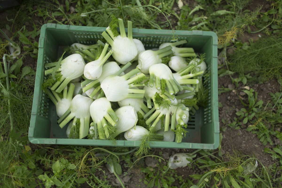 ZUR EIDGENOESSISCHEN ABSTIMMUNG VOM 24. SEPTEMBER 2017 UEBER DEN GEGENVORSCHLAG ZUR INITIATIVE ZUR ERNAEHRUNGSSICHERHEIT STELLEN WIR IHNEN FOLGENDES BILDMATERIAL ZUR VERFUEGUNG - Foreign workers from  ...