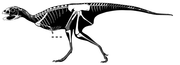 Dinosaurier «Berthasaura leopoldinae»