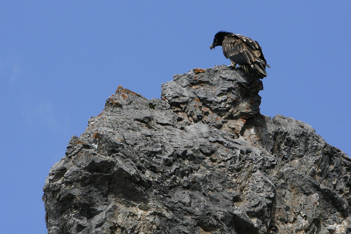 ARCHIV -- Der am Dienstag 13. Mai 2008 in die freie Wildbahn entlassene Bartgeier Namens Blick geniesst im Nationalpark in der Naehe des Ofenpasses das herrliche Flugwetter und seine Freiheit. (KEYSTO ...