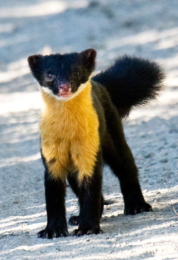 The Nilgiri marten (Martes gwatkinsii) is the only species of marten found in southern India. It occurs in the hills of the Nilgiris and parts of the Western Ghats.
Südindischer Buntmarder