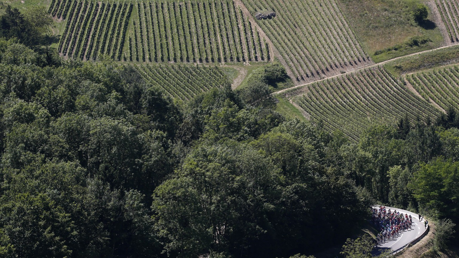 The pack climbs as vineyards are seen in the background during the fifteenth stage of the Tour de France cycling race over 160 kilometers (99.4 miles) with start in Bourg-en-Bresse and finish in Culoz ...