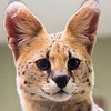 Serval