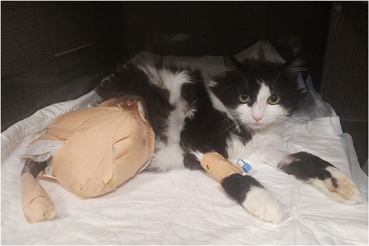 pooh Katze let's adopt
https://orionscloud.blob.core.windows.net/de9fcc2c-8804-4d60-bdc5-24a8e9a51683/Photo/6080a0b2-53bd-4ee3-861c-ef270294828b
