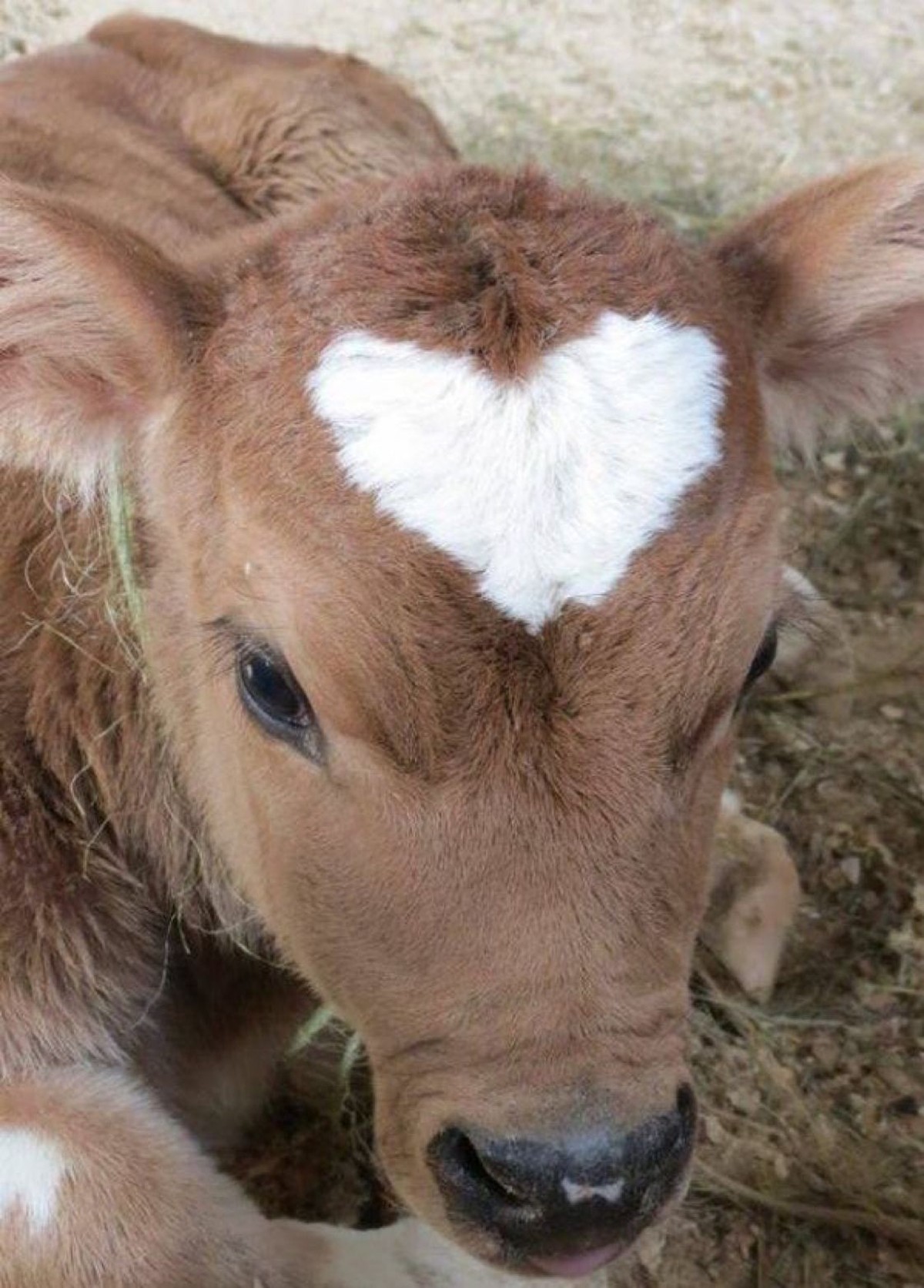 cute news tier kuh

https://ch.pinterest.com/pin/27584616463108815/