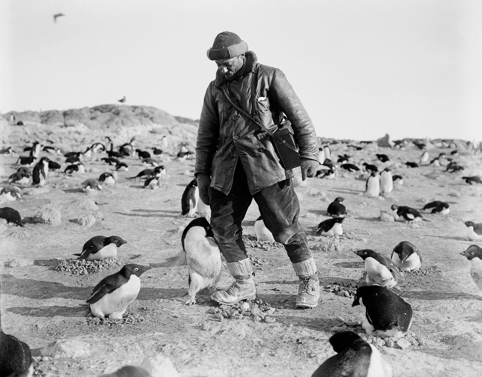 Scott fand allerdings auch nettere Worte für die Seevögel: «Der Adelie-Pinguin ist gar zu drollig, ob er nun schläft, zankt oder spielt, ob er neugierig, erschrocken oder böse ist; aber im Wasser ist  ...