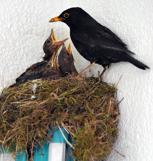 epa04198710 A blackbird feeds her offspring in Augsburg (Bavaria), Germany, 09 May 2014. As a breeding place, the blackbird parents sought the folded clothes dryer on the terrace of a residential complex from the middle of the city.  EPA/STEFAN PUCHNER