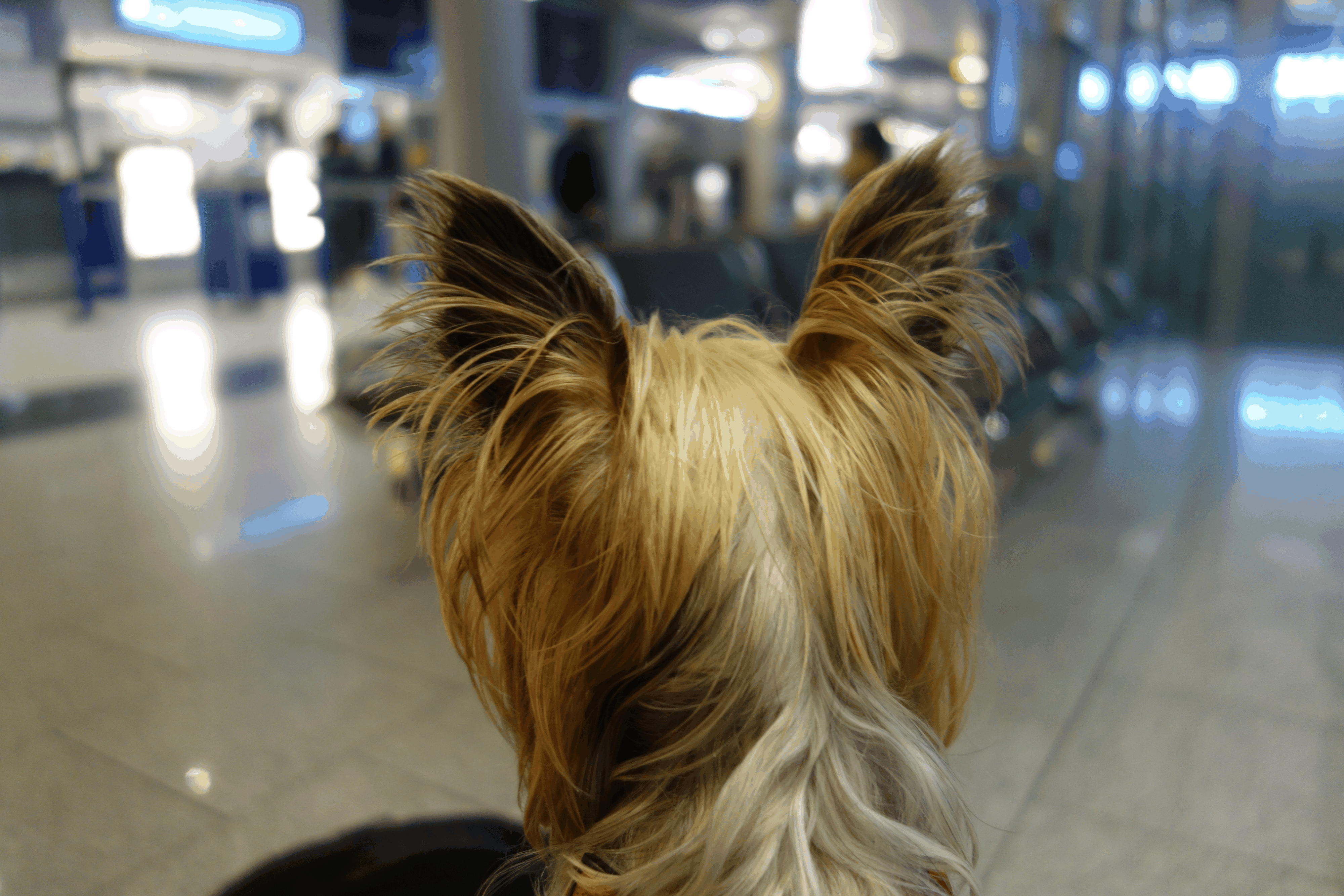 Männer mit kleinen hunden