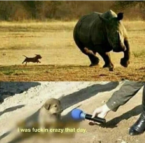 Wie versprochen: Die lustigen Tierbilder in der XXL-Variante
Gurken Tacho, hier ein verrückter Hund! :)