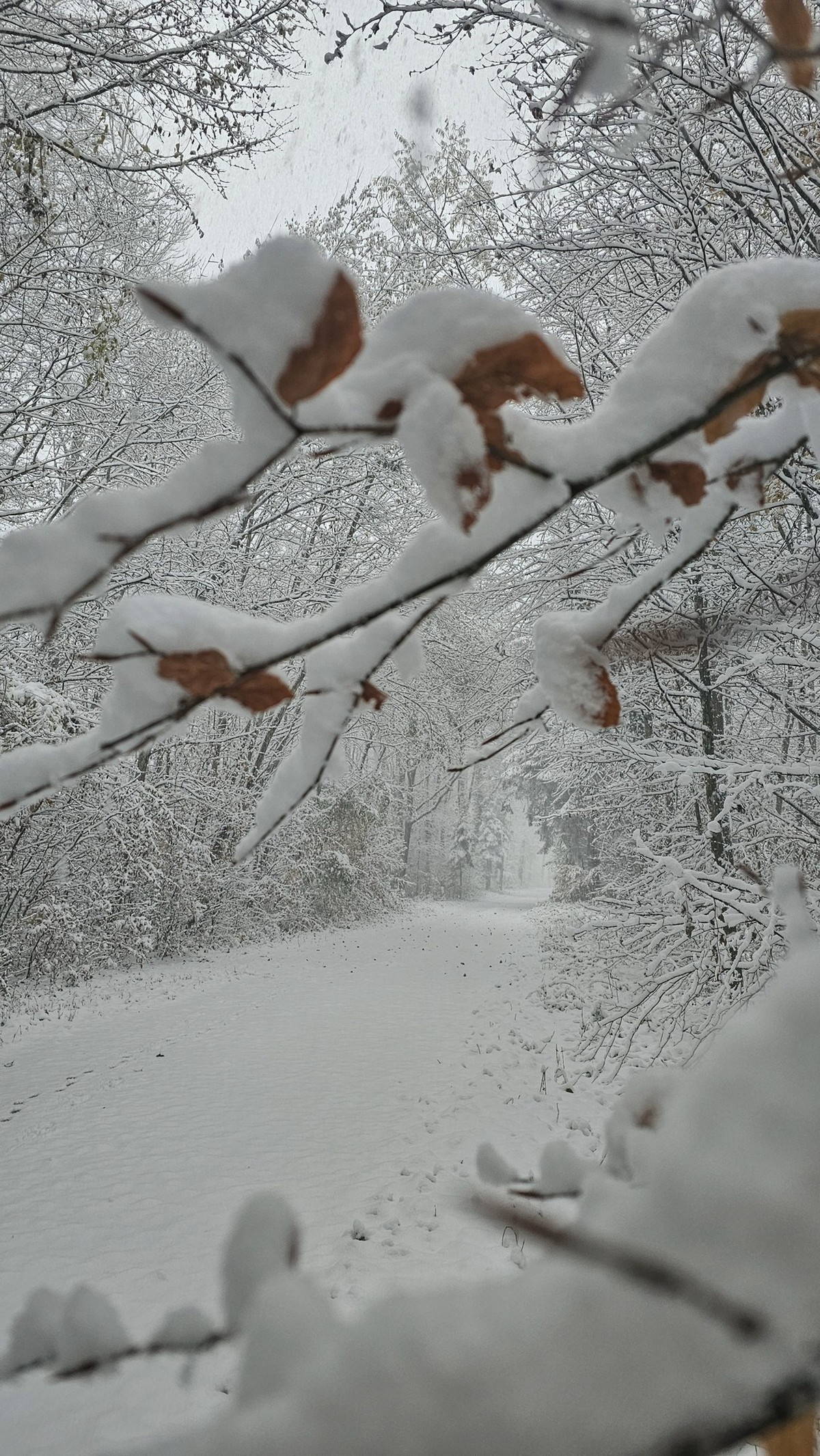 Der Schnee ist da! Und mit ihm schon schöne Bilder \n;)
