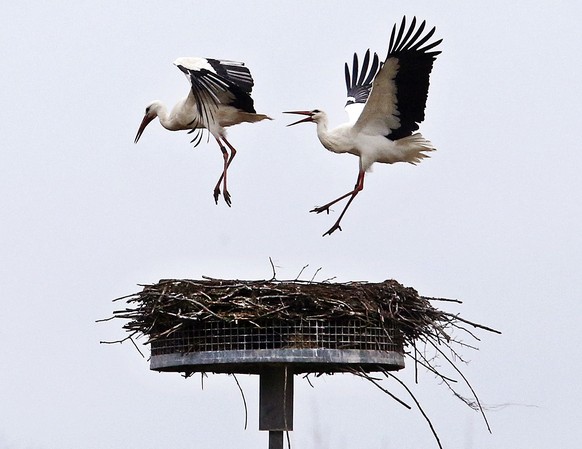 The stork at right chases away another stork from its nest in Biebesheim, south of Frankfurt, Germany, Monday, March 6, 2017. About 30 storks in the area are now looking for the right partner and nest ...