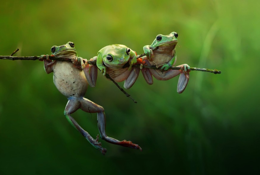 Ein Trio mit vier Schenkeln in Indonesien.