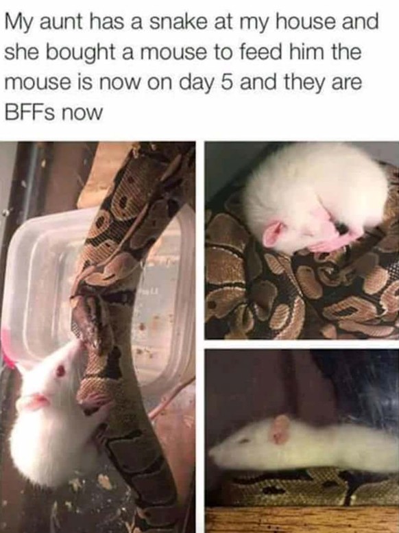 Schlange und Ratte
Cute News
https://imgur.com/gallery/LYKTE