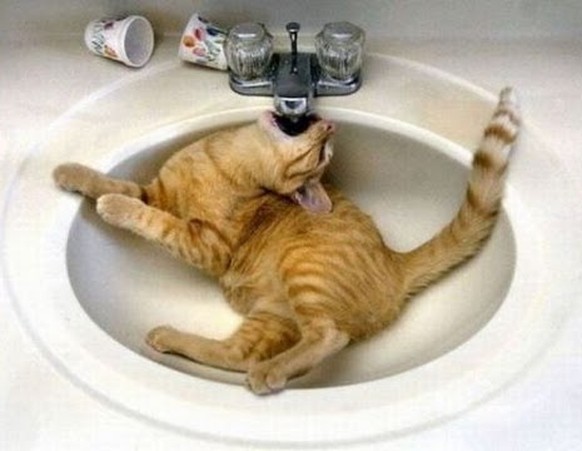 Katze im Waschbecken.
http://imgur.com/gallery/SfQYkGT