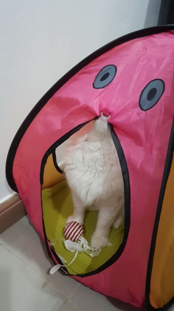 Cute News: Tiere sind Clowns