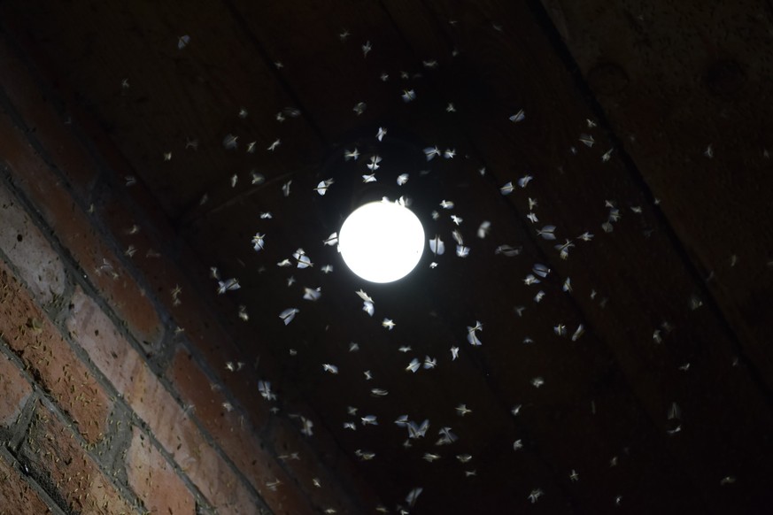 Insekten flattern um eine Lampe herum.
